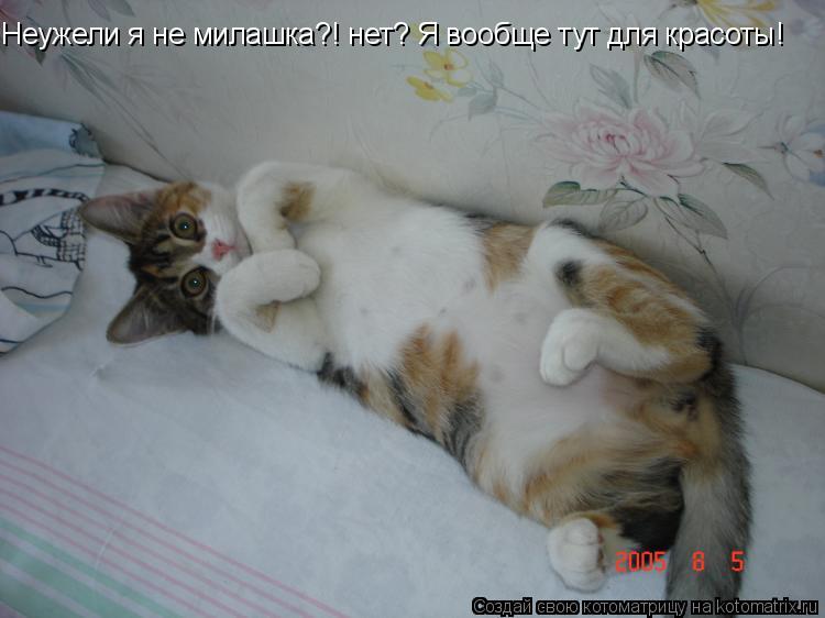 Неужели я не милашка?! нет? Я вообще тут для красоты!... Котоматрица: Неужели я не милашка?! нет? Я вообще тут для красоты!