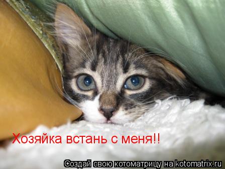 Хозяйка встань с меня!!... Котоматрица: Хозяйка встань с меня!!