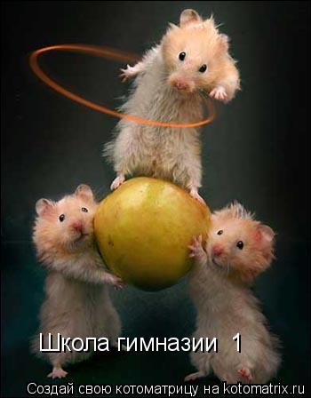 Котоматрица: Школа гимназии №1