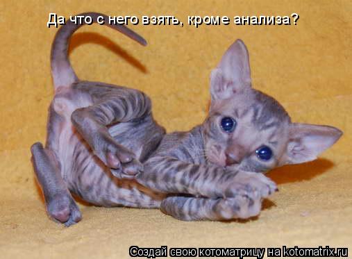 Котоматрица: Да что с него взять, кроме анализа?