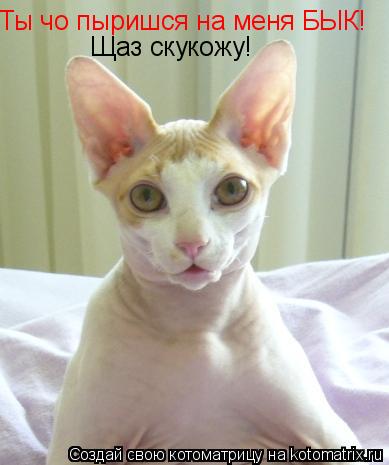 Котоматрица: Ты чо пыришся на меня БЫК! Щаз скукожу!