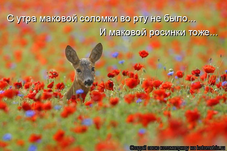 С утра маковой соломки во рту не было... И маковой росинки тоже...... Котоматрица: С утра маковой соломки во рту не было... И маковой росинки тоже...