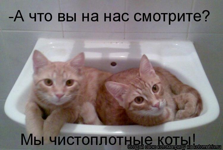 -А что вы на нас смотрите? Мы чистоплотные коты!... Котоматрица: -А что вы на нас смотрите? Мы чистоплотные коты!