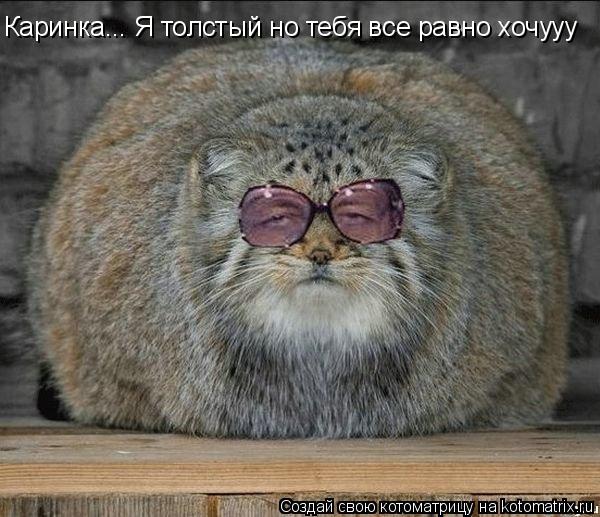 Каринка... Я толстый но тебя все равно хочууу... Котоматрица: Каринка... Я толстый но тебя все равно хочууу