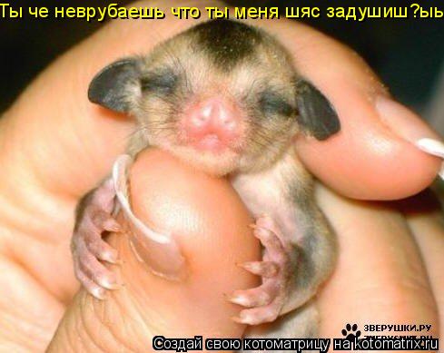 Котоматрица: Ты че неврубаешь что ты меня шяс задушиш?ыы