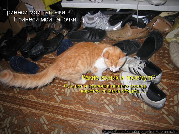 Котоматрица: Принеси мои тапочки.... Принеси мои тапочки.... Какие из них и почему я? О, а вот и красовки нашего соседа кажется он меня обидел......