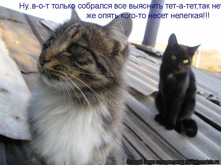 Ну..в-о-т только собрался все выяснить тет-а-тет,так нет же опять кого-то несет нелегкая!!! же опять... Котоматрица: Ну..в-о-т только собрался все выяснить тет-а-тет,так нет же опять кого-то несет нелегкая!!! же опять кого-то несет нелегкая!!!