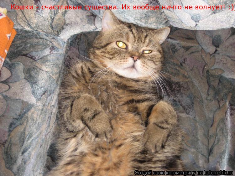 Кошки - счастливые существа. Их вообще ничто не волнует! :))... Котоматрица: Кошки - счастливые существа. Их вообще ничто не волнует! :))