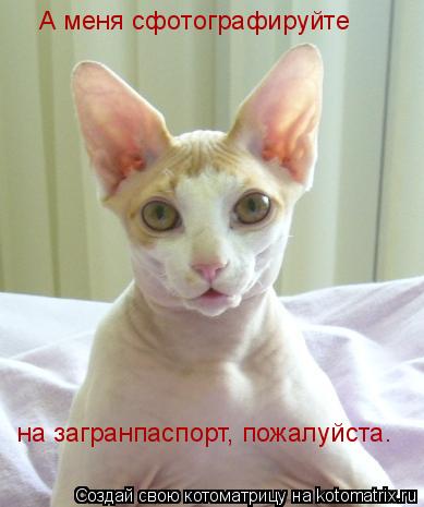 Котоматрица: А меня сфотографируйте на загранпаспорт, пожалуйста.