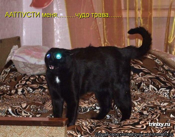 ААТПУСТИ меня..........чудо трава.......... Котоматрица: ААТПУСТИ меня..........чудо трава.......