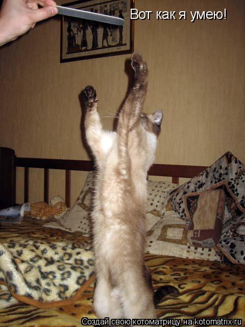 Вот как я умею!... Котоматрица: Вот как я умею!