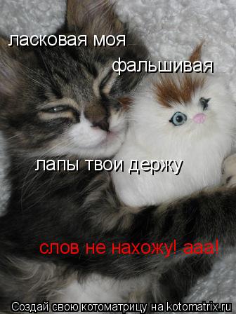 Котоматрица: лапы твои держу  ласковая моя  фальшивая слов не нахожу! ааа!