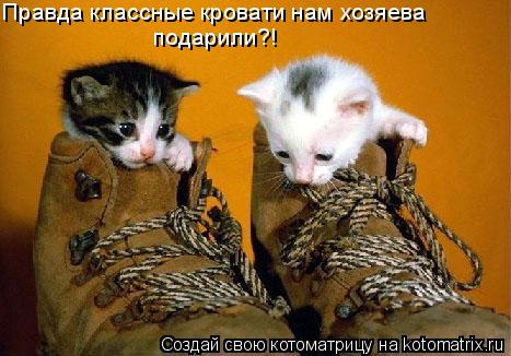 Правда классные кровати нам хозяева подарили?!... Котоматрица: Правда классные кровати нам хозяева подарили?!