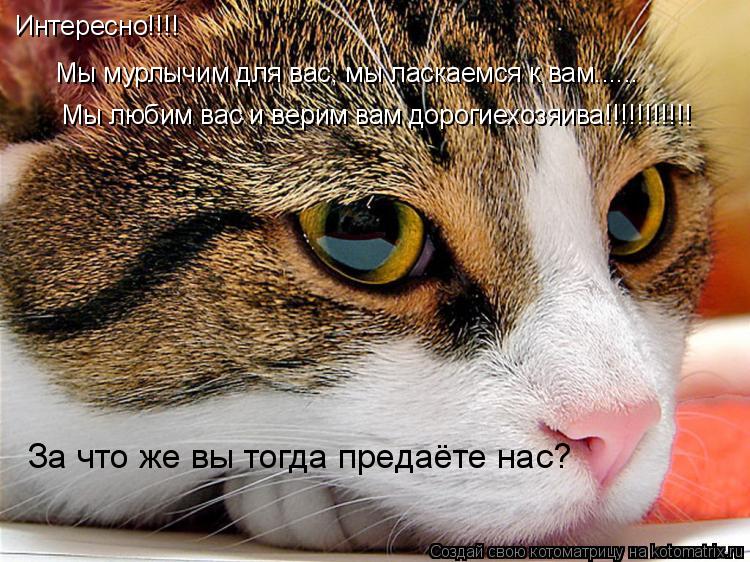 Котоматрица: Интересно!!!!  Мы мурлычим для вас, мы ласкаемся к вам...... Мы любим вас и верим вам дорогиехозяива!!!!!!!!!!! За что же вы тогда предаёте нас?