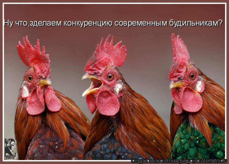 Ну что,зделаем конкуренцию современным будильникам?... Котоматрица: Ну что,зделаем конкуренцию современным будильникам?