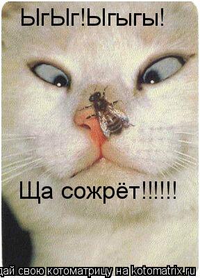 Котоматрица: ЫгЫг!Ыгыгы! Ща сожрёт!!!!!!