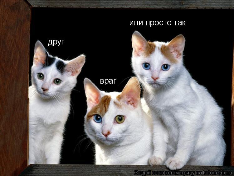 Котоматрица: или просто так враг друг
