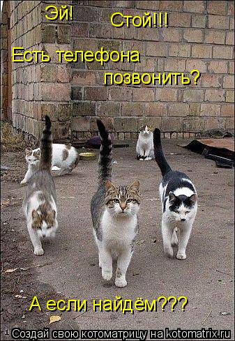 Котоматрица: Эй! Стой!!! Есть телефона  позвонить? А если найдём???