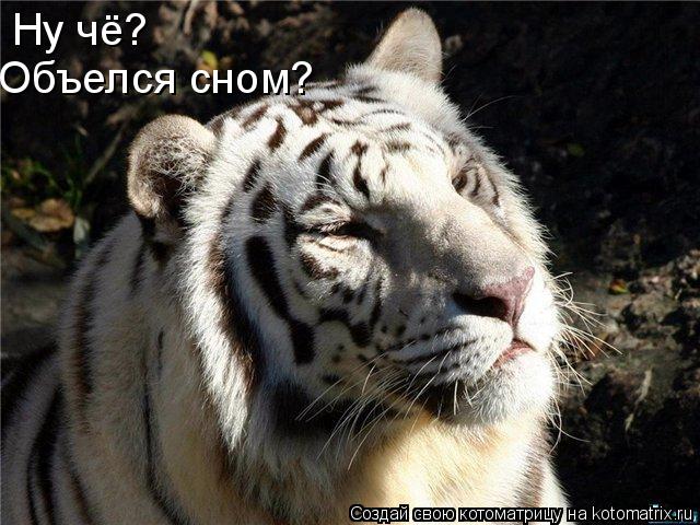 Ну чё? Объелся сном?... Котоматрица: Ну чё? Объелся сном?