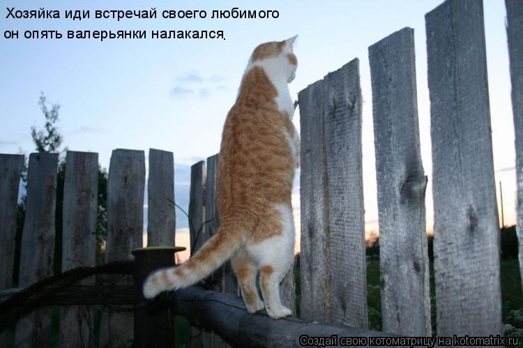 Котоматрица: Хозяйка иди встречай своего любимого он опять валерьянки налакался .