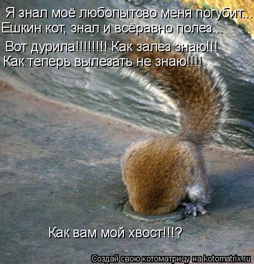 Я знал моё любопытсво меня погубит... Вот дурила!!!!!!!! Как залез знаю!!! Ешкин кот, знал и всёра... Котоматрица: Я знал моё любопытсво меня погубит... Вот дурила!!!!!!!! Как залез знаю!!! Ешкин кот, знал и всёравно полез... Как вам мой хвост!!!? Как теперь вы