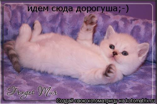 Котоматрица: идем сюда дорогуша;-)