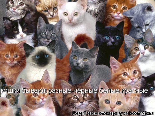 Котоматрица: кошки бывают разные-чёрные,белые,красные