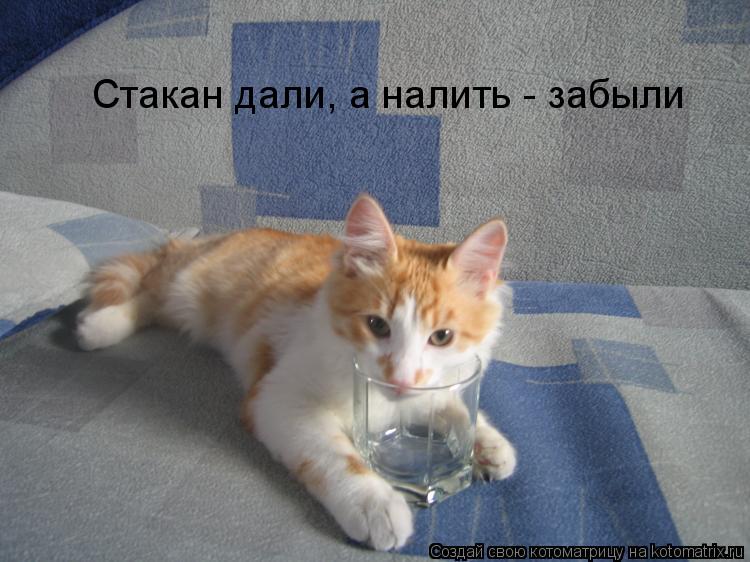 Стакан дали, а налить - забыли... Котоматрица: Стакан дали, а налить - забыли