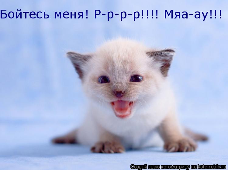 Бойтесь меня! Р-р-р-р!!!! Мяа-ау!!!... Котоматрица: Бойтесь меня! Р-р-р-р!!!! Мяа-ау!!!