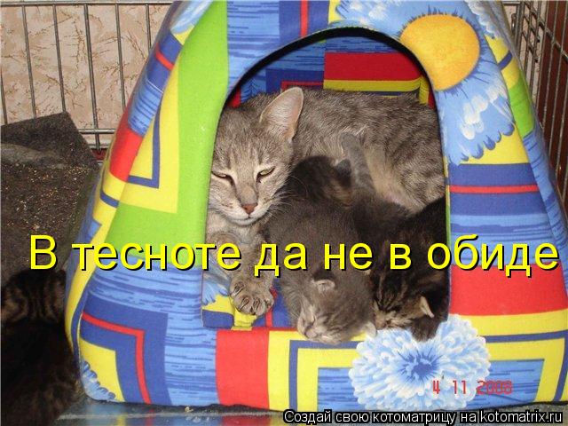 Котоматрица: В тесноте да не в обиде