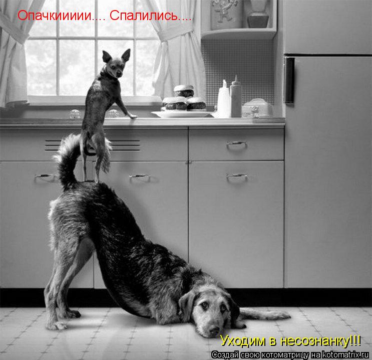 Опачкиииии.... Спалились.... Уходим в несознанку!!!... Котоматрица: Опачкиииии.... Спалились.... Уходим в несознанку!!!