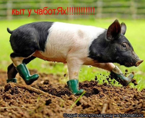 кыт у чаботЯх!!!!!!!!!!!!... Котоматрица: кыт у чаботЯх!!!!!!!!!!!!