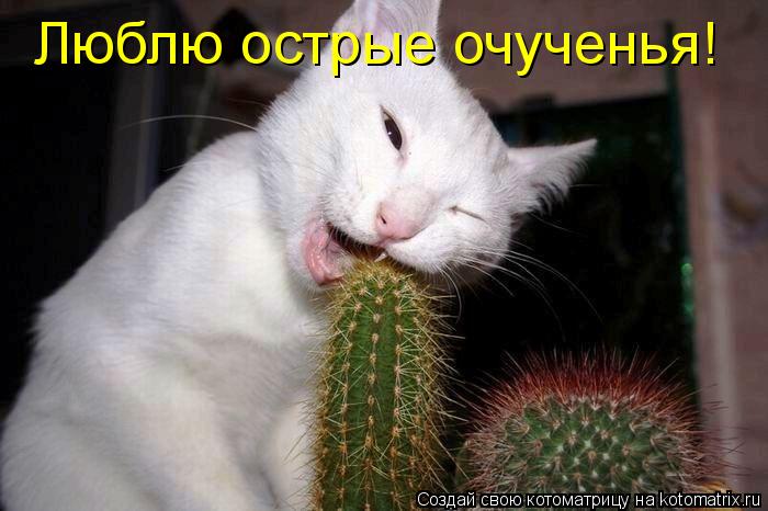 Люблю острые очученья!... Котоматрица: Люблю острые очученья!