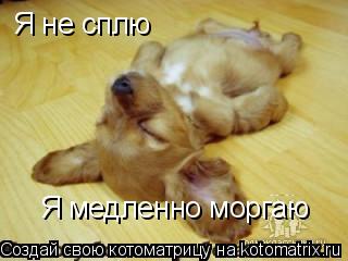 Котоматрица: Я не сплю Я медленно моргаю