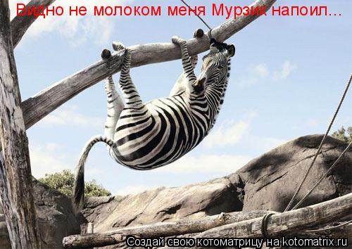 Видно не молоком меня Мурзик напоил...... Котоматрица: Видно не молоком меня Мурзик напоил...