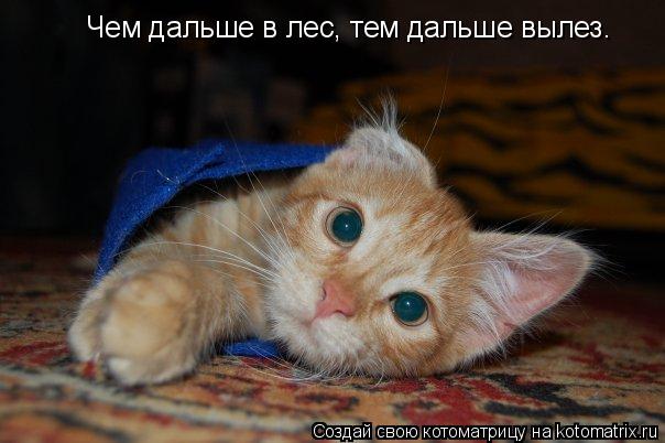 Котоматрица: Чем дальше в лес, тем дальше вылез.