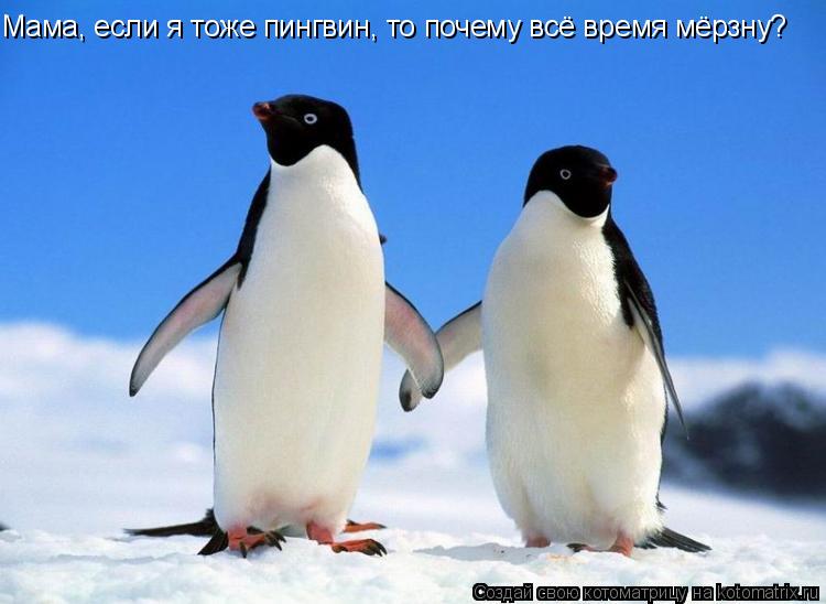 Мама, если я тоже пингвин, то почему всё время мёрзну?... Котоматрица: Мама, если я тоже пингвин, то почему всё время мёрзну?