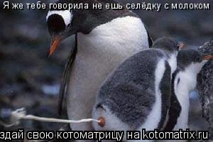 Котоматрица: Я же тебе говорила не ешь селёдку с молоком