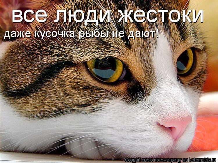 все люди жестоки даже кусочка рыбы не дают!... Котоматрица: все люди жестоки даже кусочка рыбы не дают!