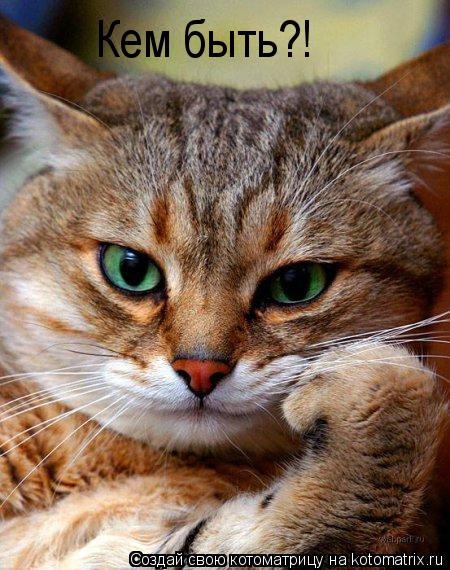 Котоматрица: Кем быть?!