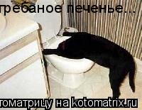 гребаное печенье...... Котоматрица: гребаное печенье...