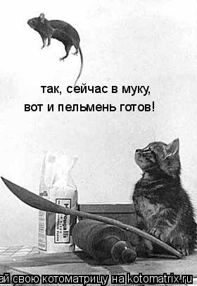 так, сейчас в муку, вот и пельмень готов!... Котоматрица: так, сейчас в муку, вот и пельмень готов!