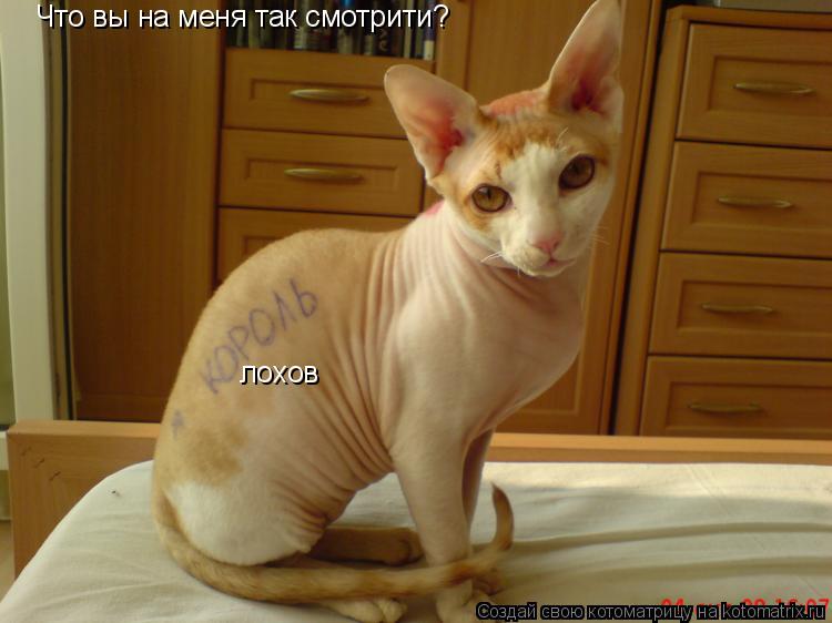 Что вы на меня так смотрити? лохов... Котоматрица: Что вы на меня так смотрити? лохов
