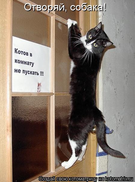 Отворяй, собака!... Котоматрица: Отворяй, собака!
