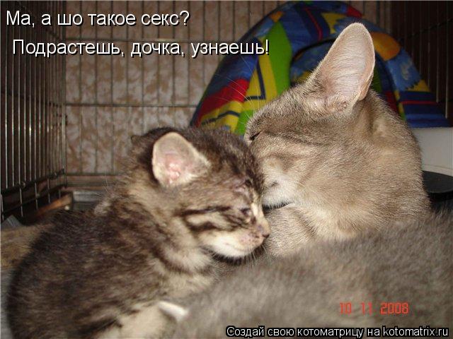 Котоматрица: Ма, а шо такое секс? Подрастешь, дочка, узнаешь!