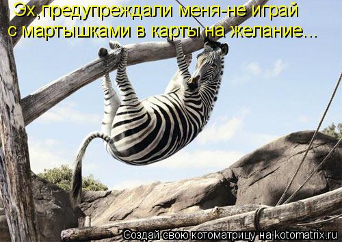 Котоматрица: Эх,предупреждали меня-не играй  с мартышками в карты на желание...