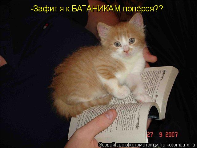 Котоматрица: -Зафиг я к БАТАНИКАМ попёрся??