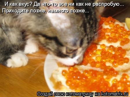 И как вкус? Да что-то все ни как не распробую... Приходите позже, намного позже...... Котоматрица: И как вкус? Да что-то все ни как не распробую... Приходите позже, намного позже...