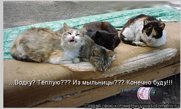 ...Водку? Тёплую??? Из мыльницы??? Конечно буду!!!... Котоматрица: ...Водку? Тёплую??? Из мыльницы??? Конечно буду!!!