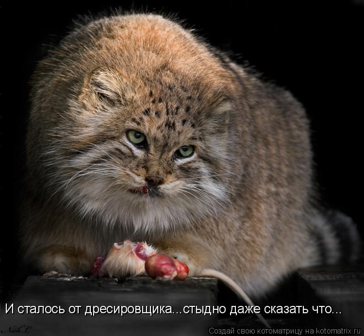 И сталось от дресировщика...стыдно даже сказать что...... Котоматрица: И сталось от дресировщика...стыдно даже сказать что...
